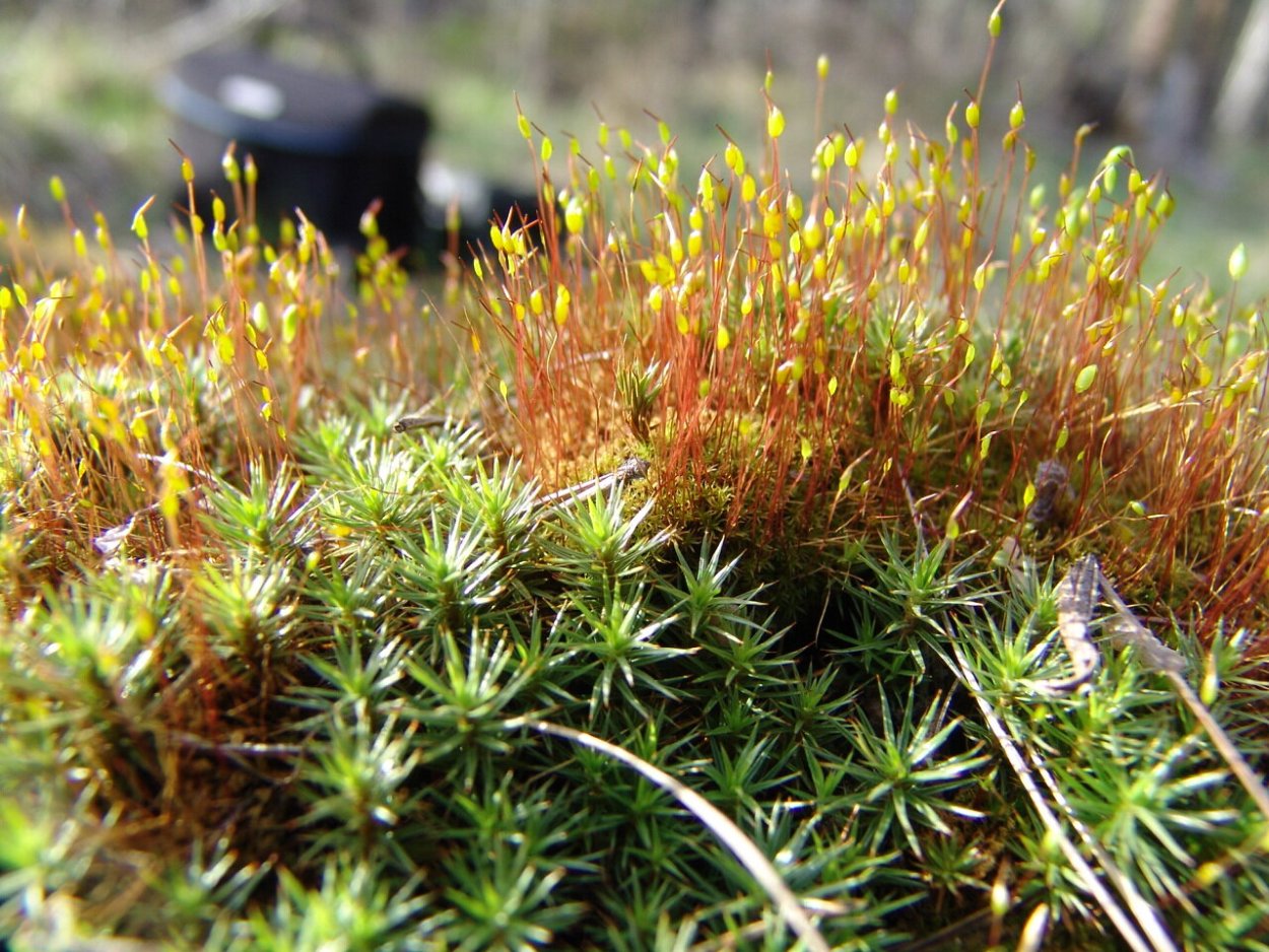 Сфагнум, Кукушкин лен, ягель.