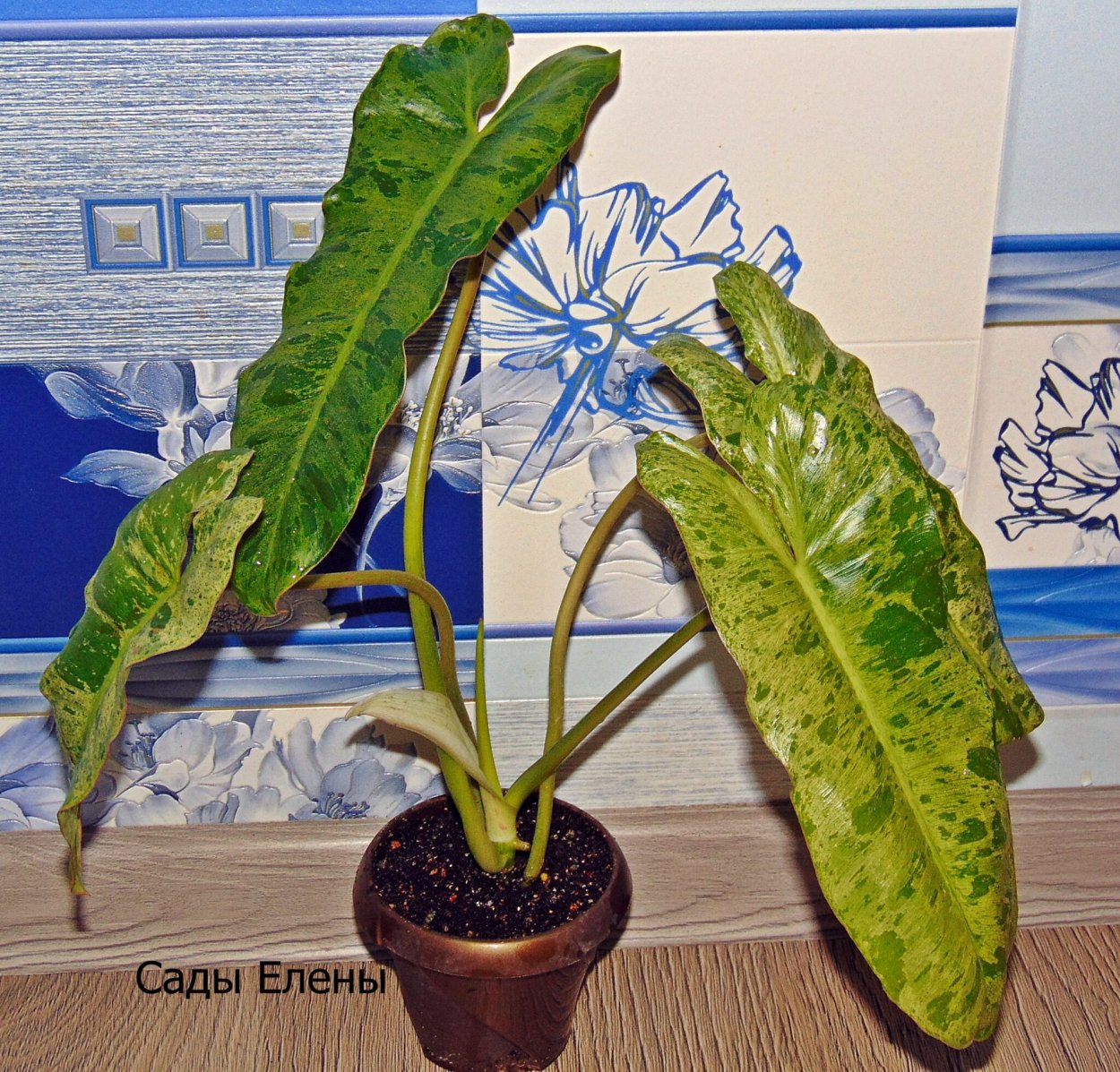 Филодендрон Биллитае Блэк