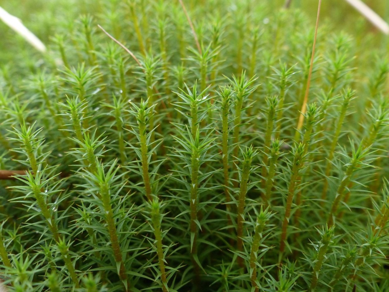 Мох Кукушкин лен обыкновенный