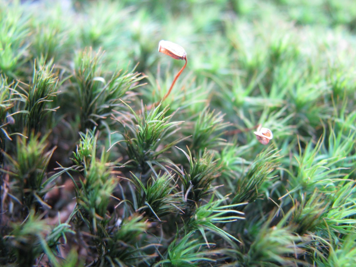 Кукушкин лен политрихум