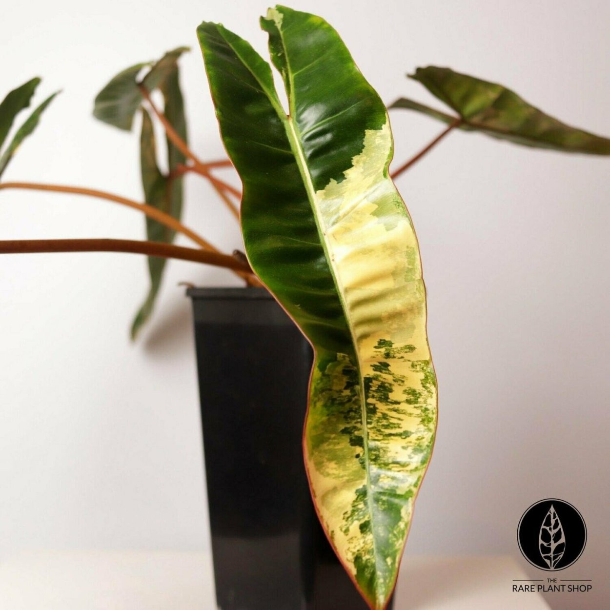 Филодендрон billietiae variegated