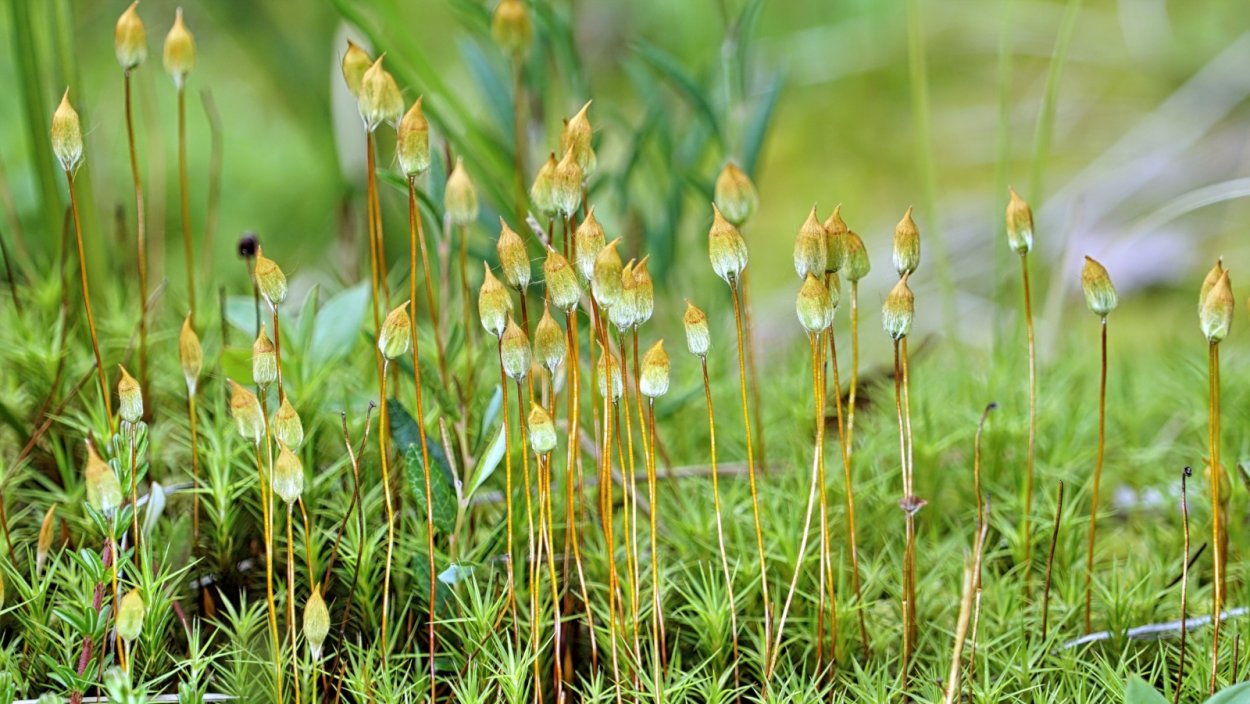 Кукушкин лён