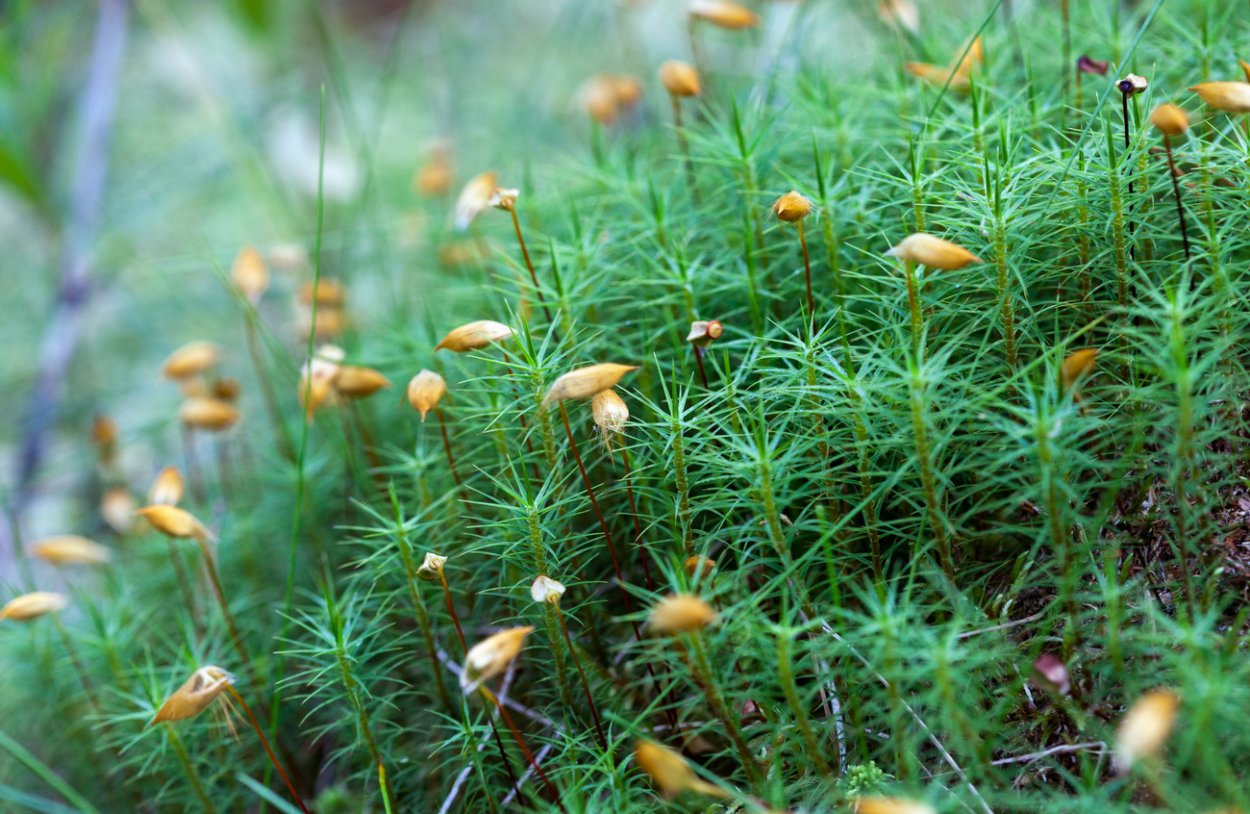 Кукушкин лен на болоте