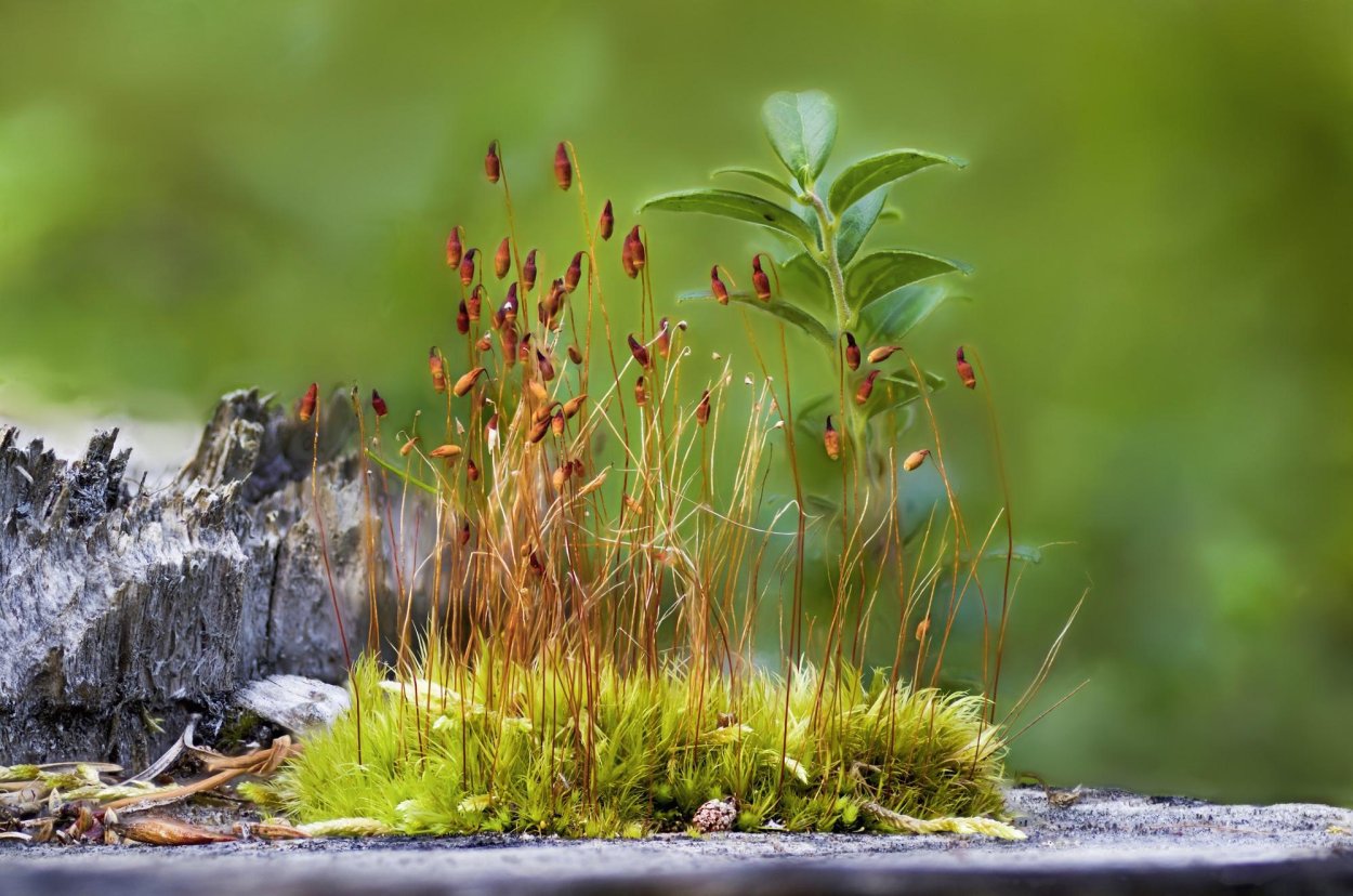 Кукушкин мох