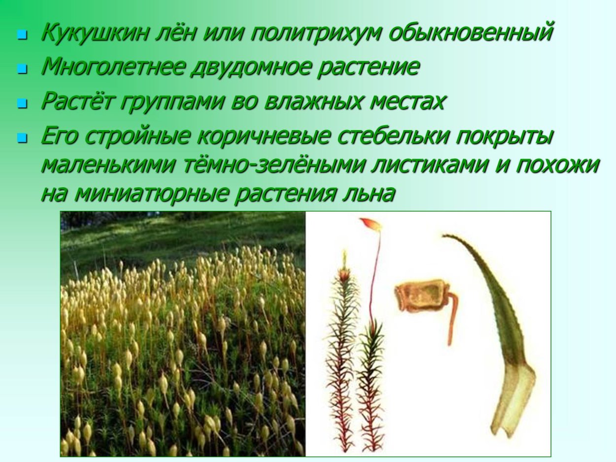 Кукушкин лен отдел растений