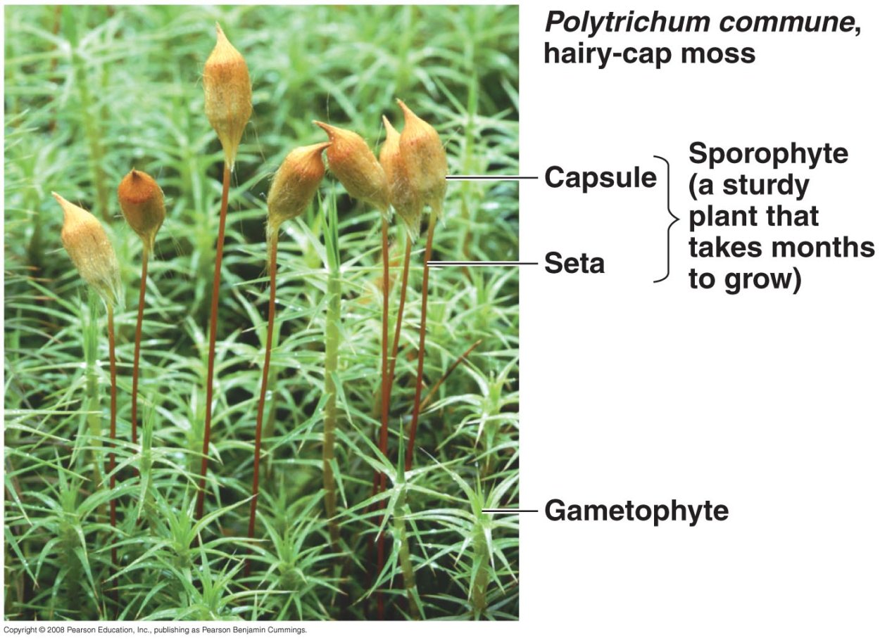Bryophyta Polytrichum