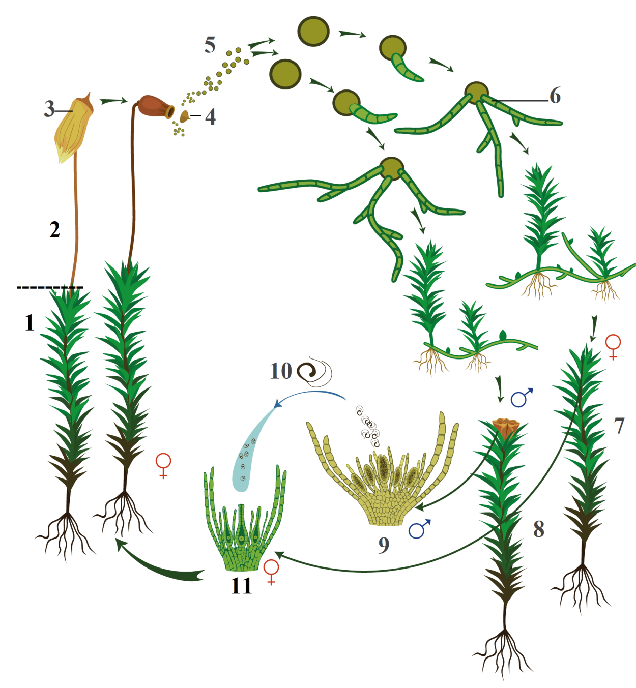Предросток Кукушкина льна