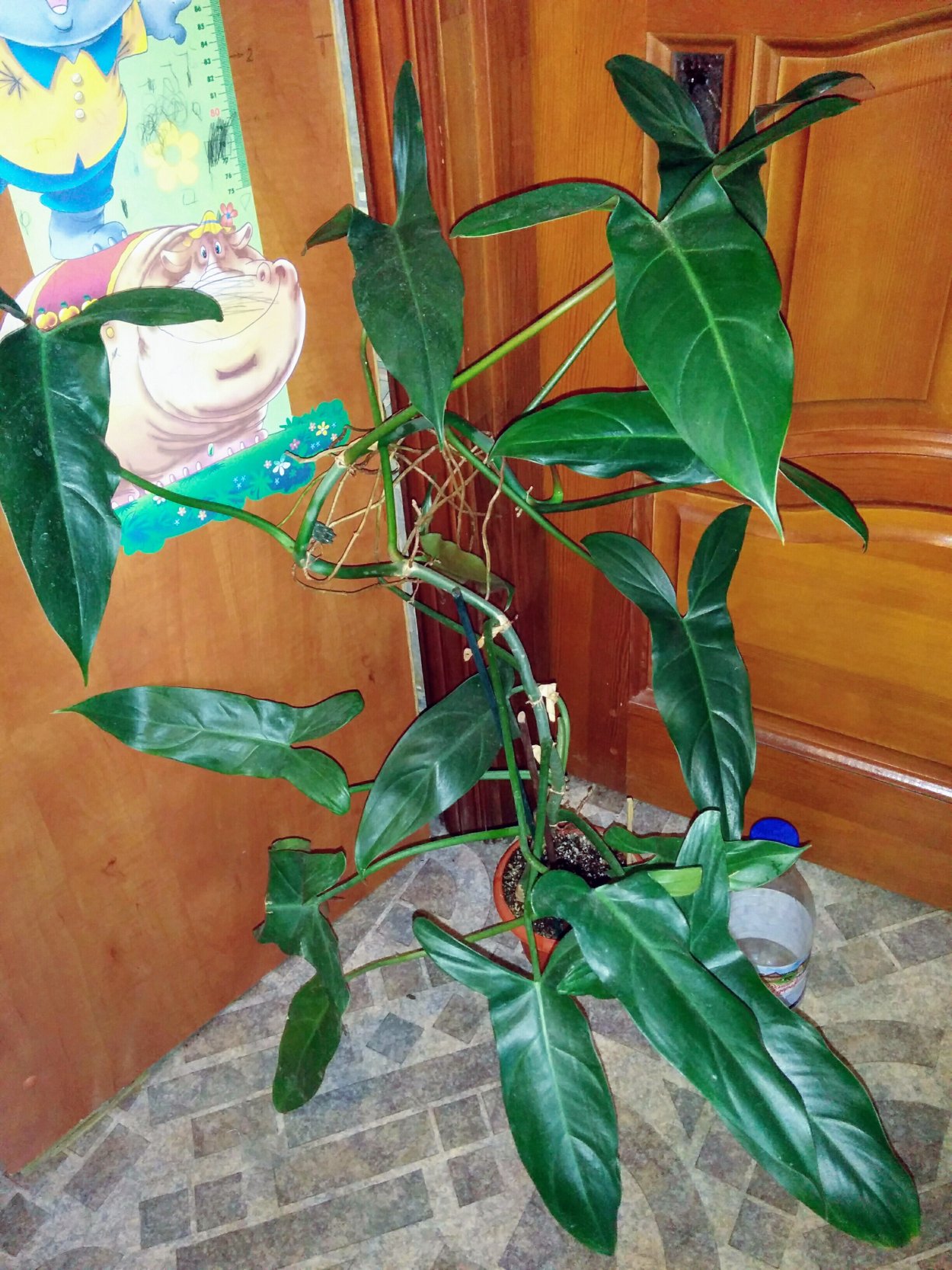 Филодендрон атабапоенс Philodendron atabapoense