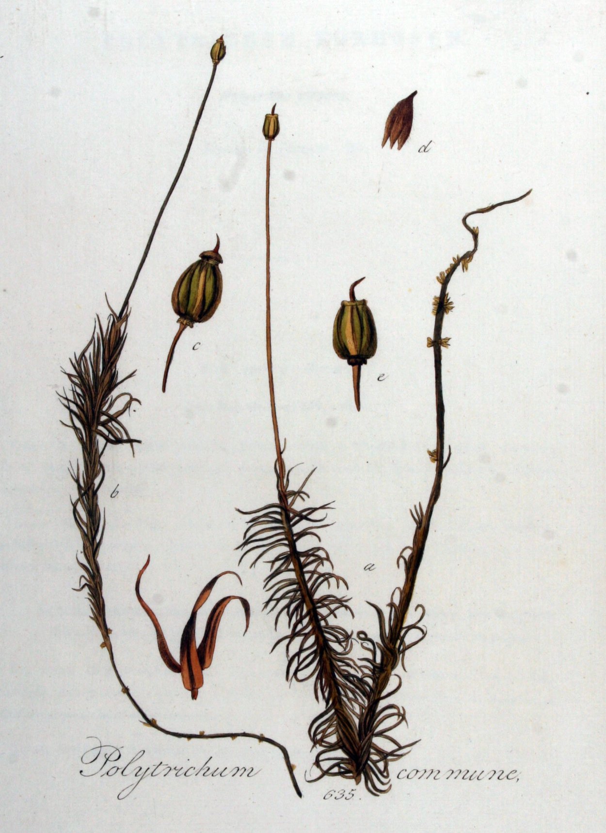 Мох Кукушкин лен гербарий