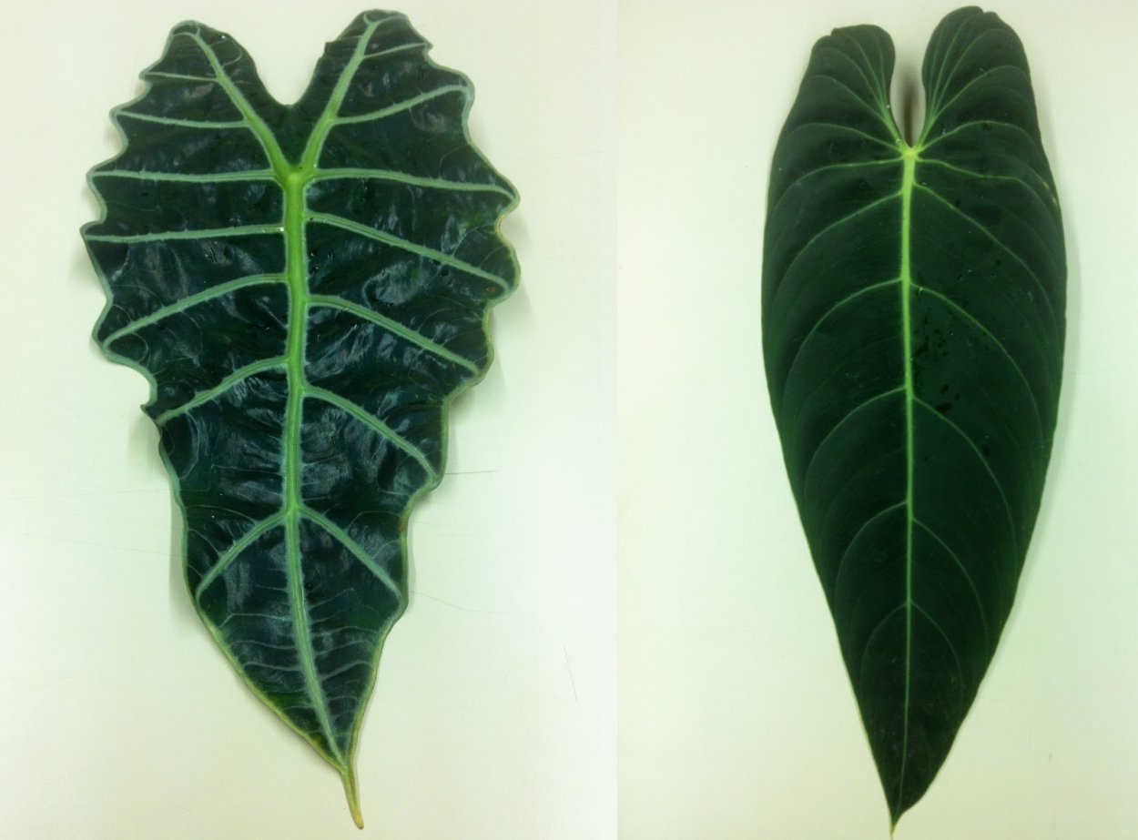 Филодендрон Бурле Макс вариегатный