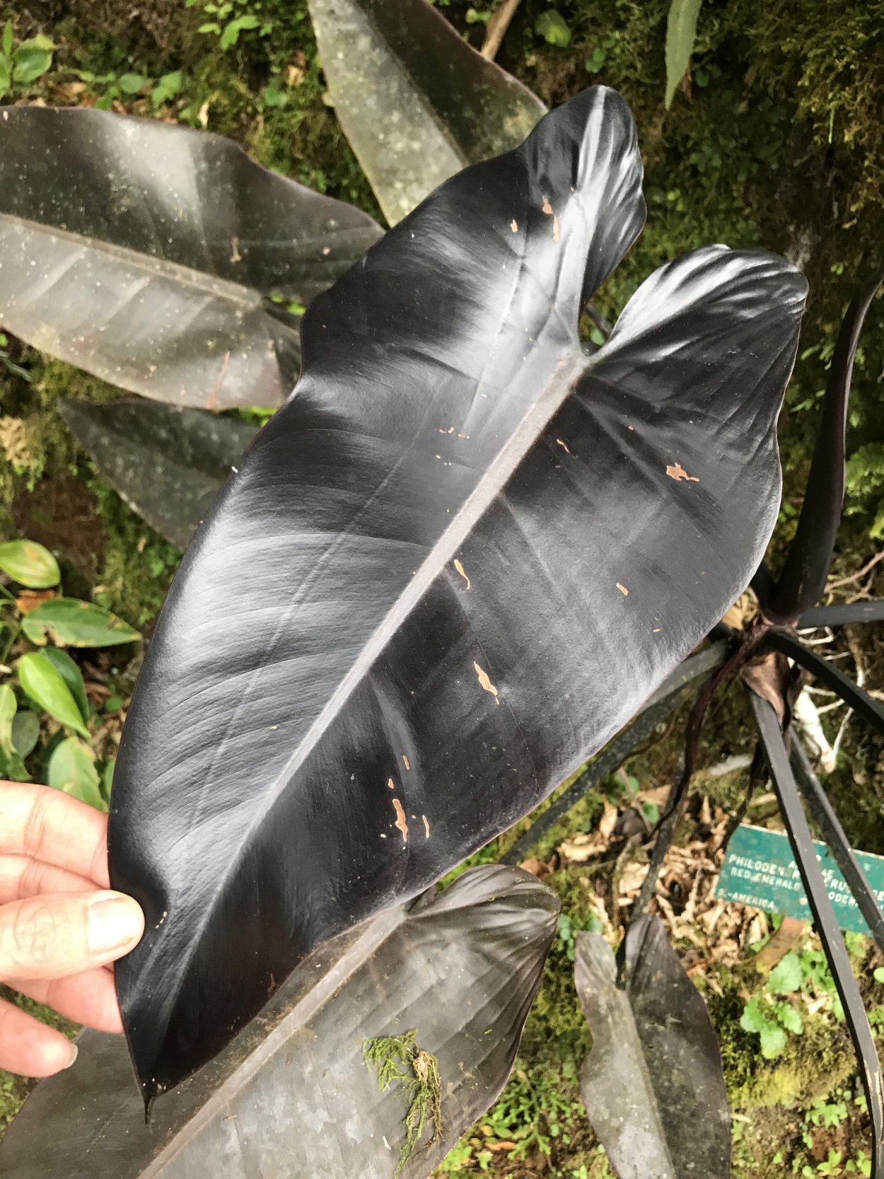 Филодендрон minarum