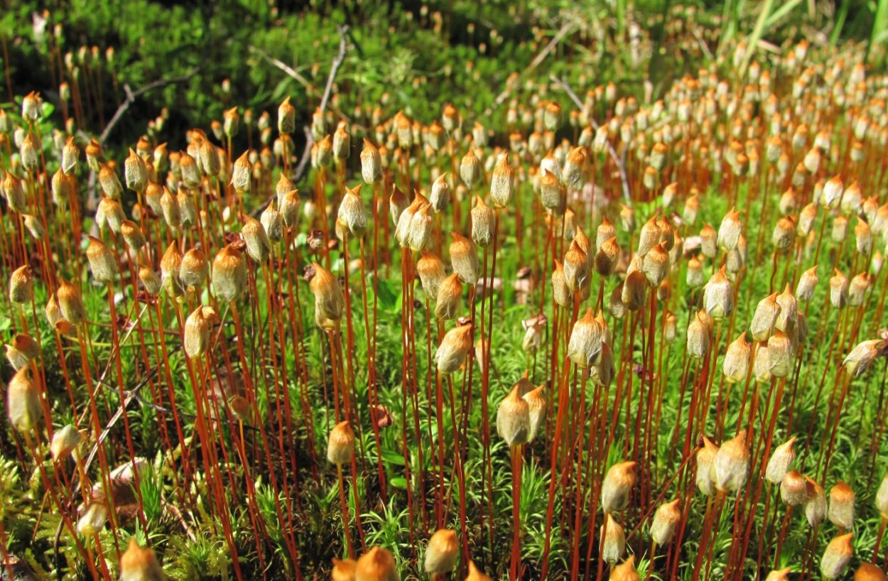 Кукушкин лён обыкновенный