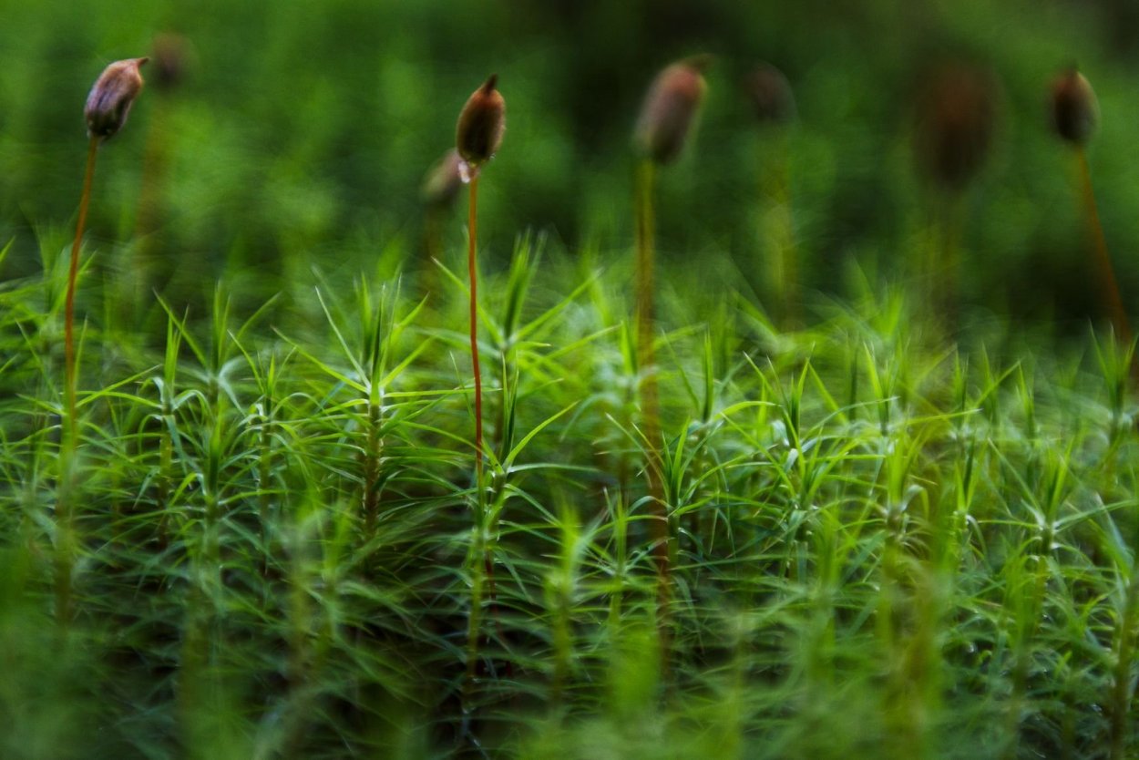 Мох Кукушкин лен