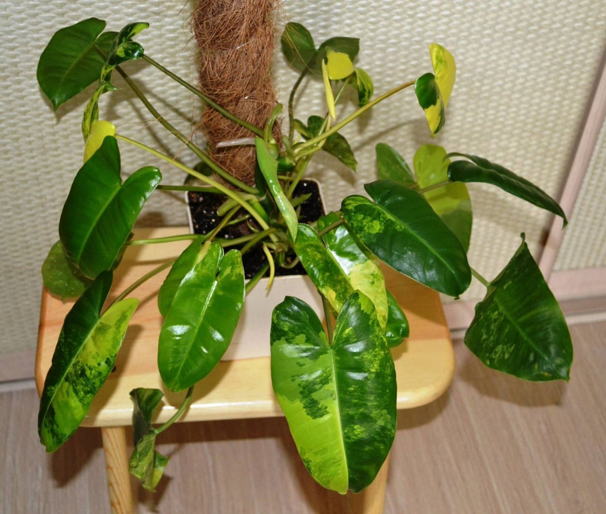 Филодендрон Леопольдина