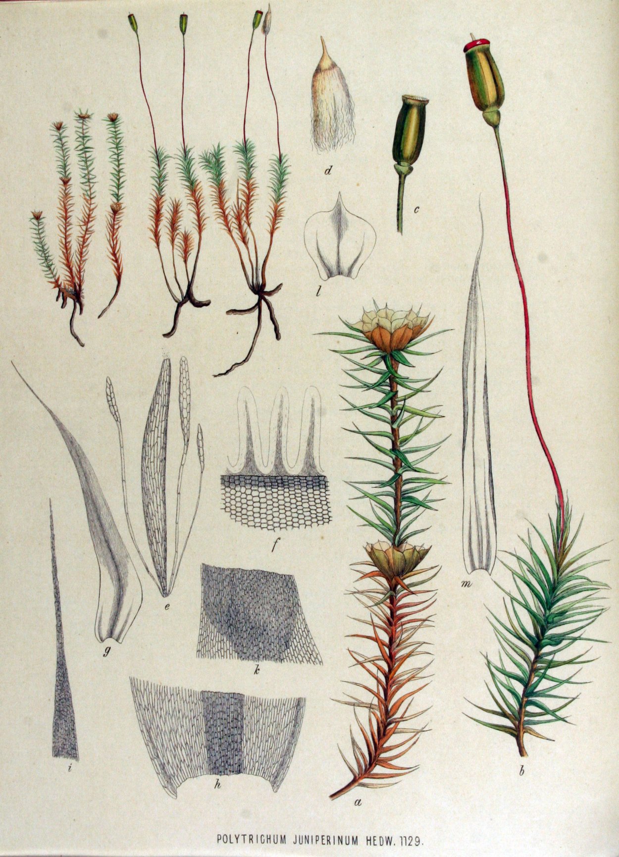 Polytrichum juniperinum Hedw.