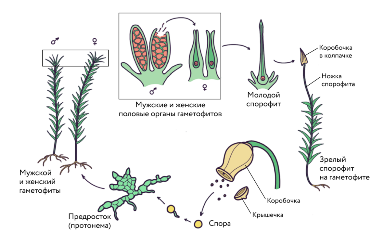 Гаметофит водорослей