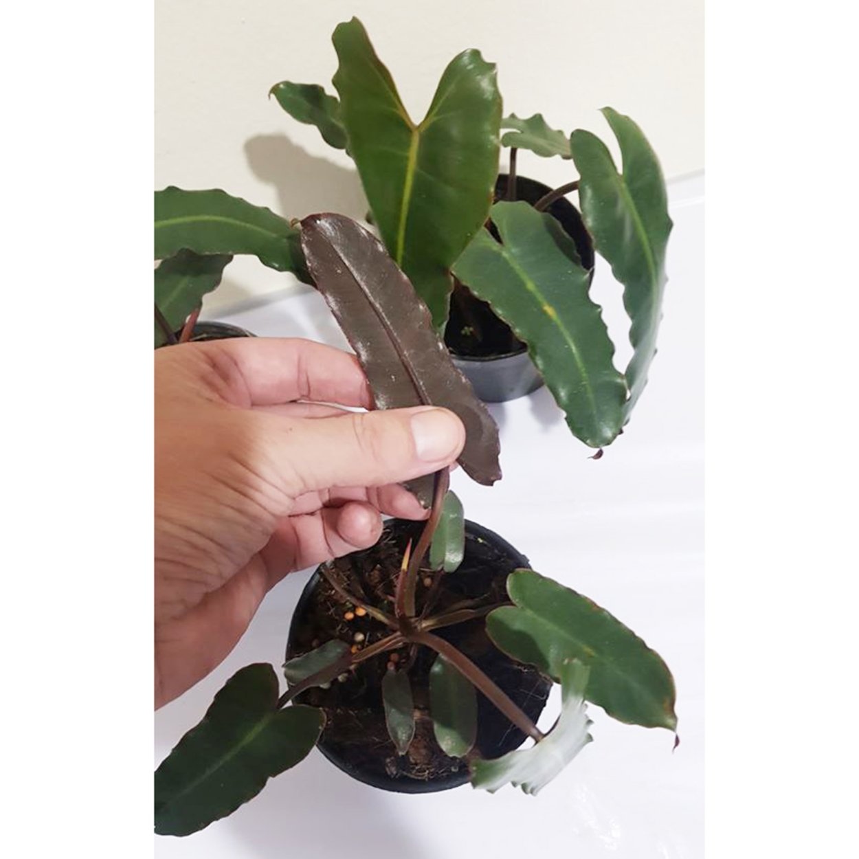 Филодендрон Бурле