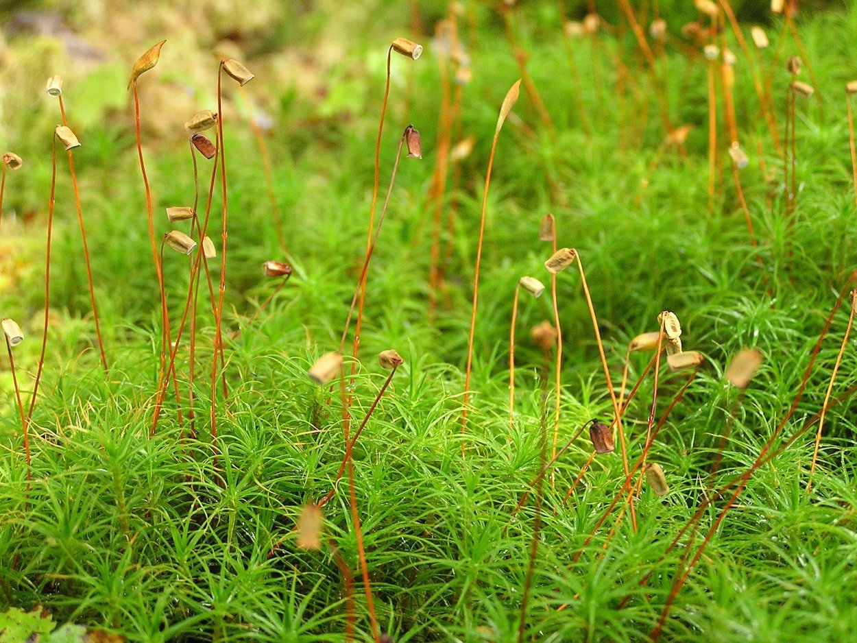 Мох Кукушкин лен