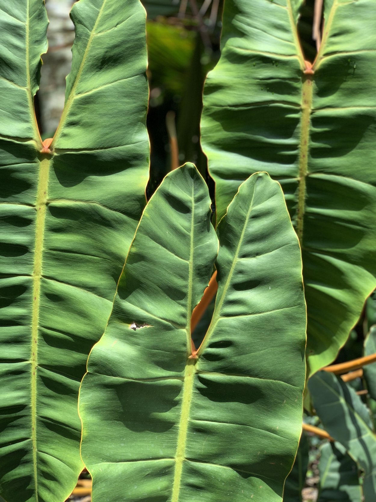 Филодендрон Парадизо Верде