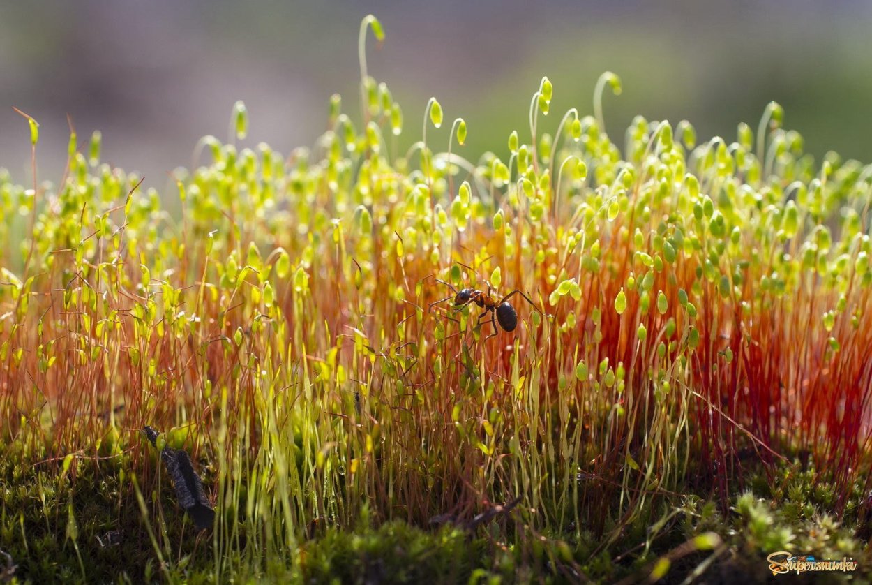 Листостебельные мхи Кукушкин лен