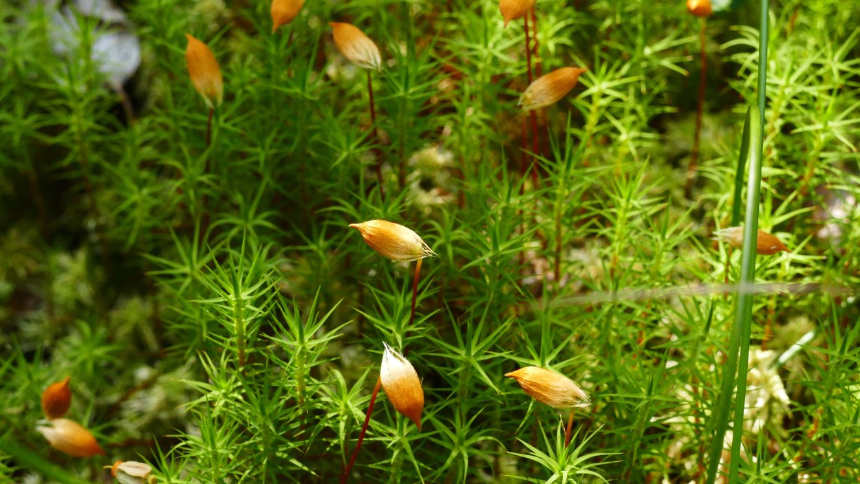 Зелёный мох Кукушкин лён