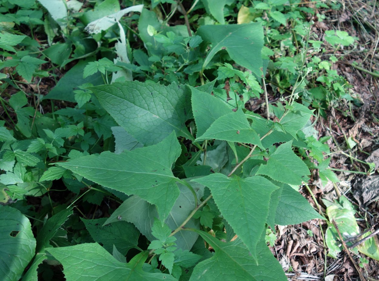Cacalia hastata рисунок