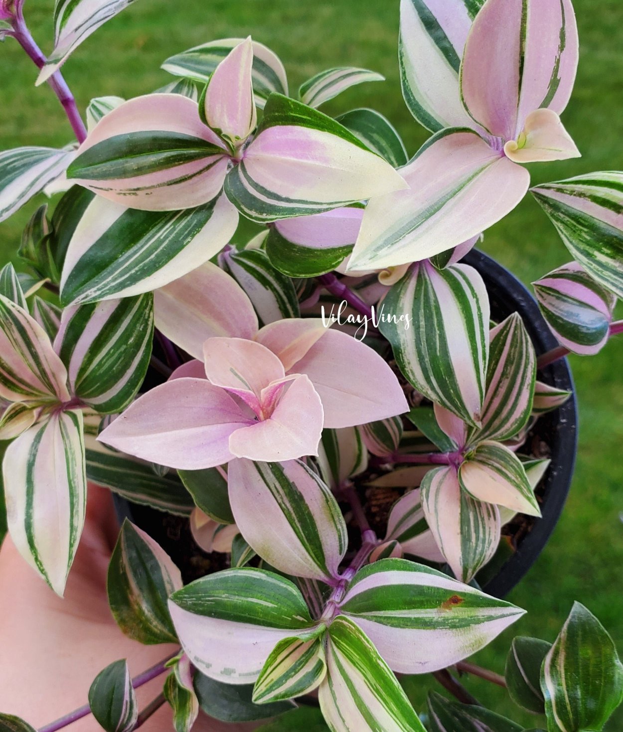 Традесканция зебрина квадриколор