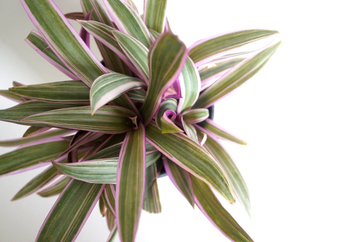 Традесканция Pink Chablis