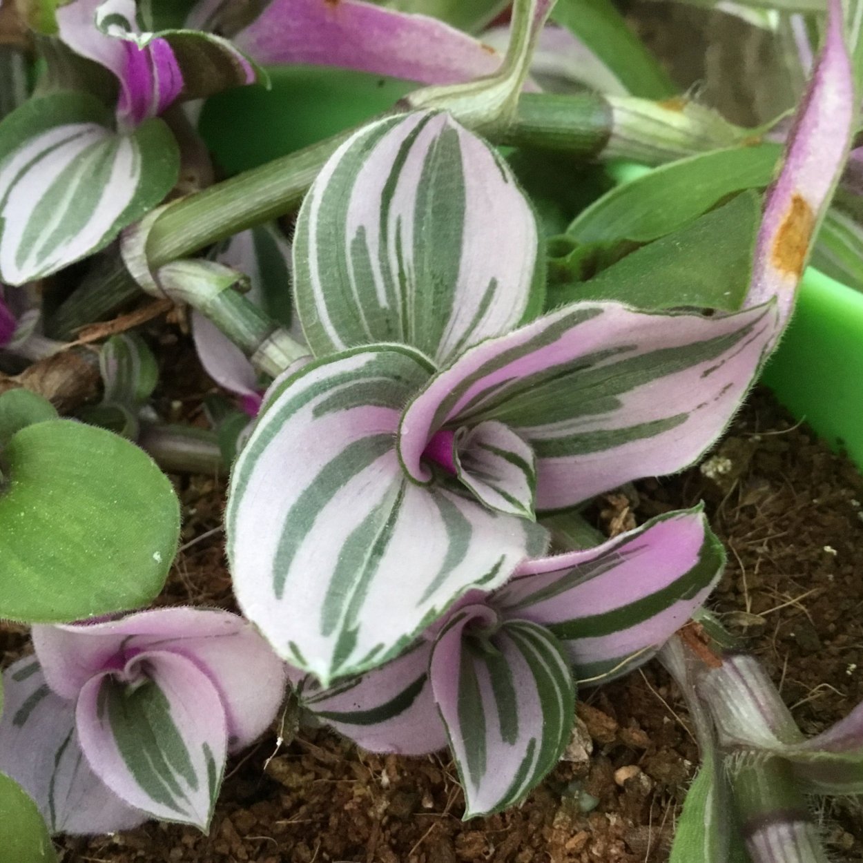 Традесканция Fluminensis Tricolor