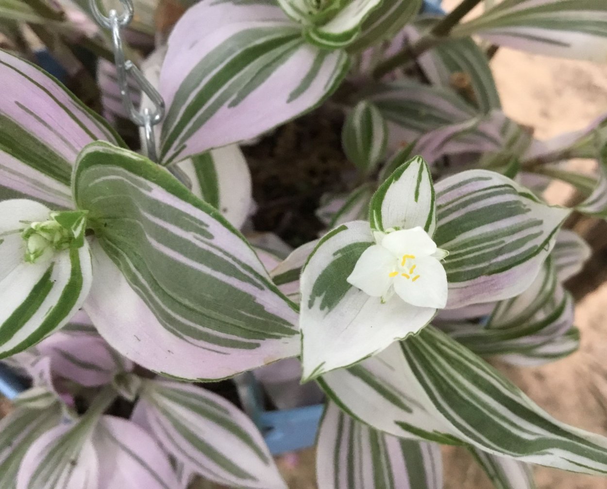 Коллизия традесканция