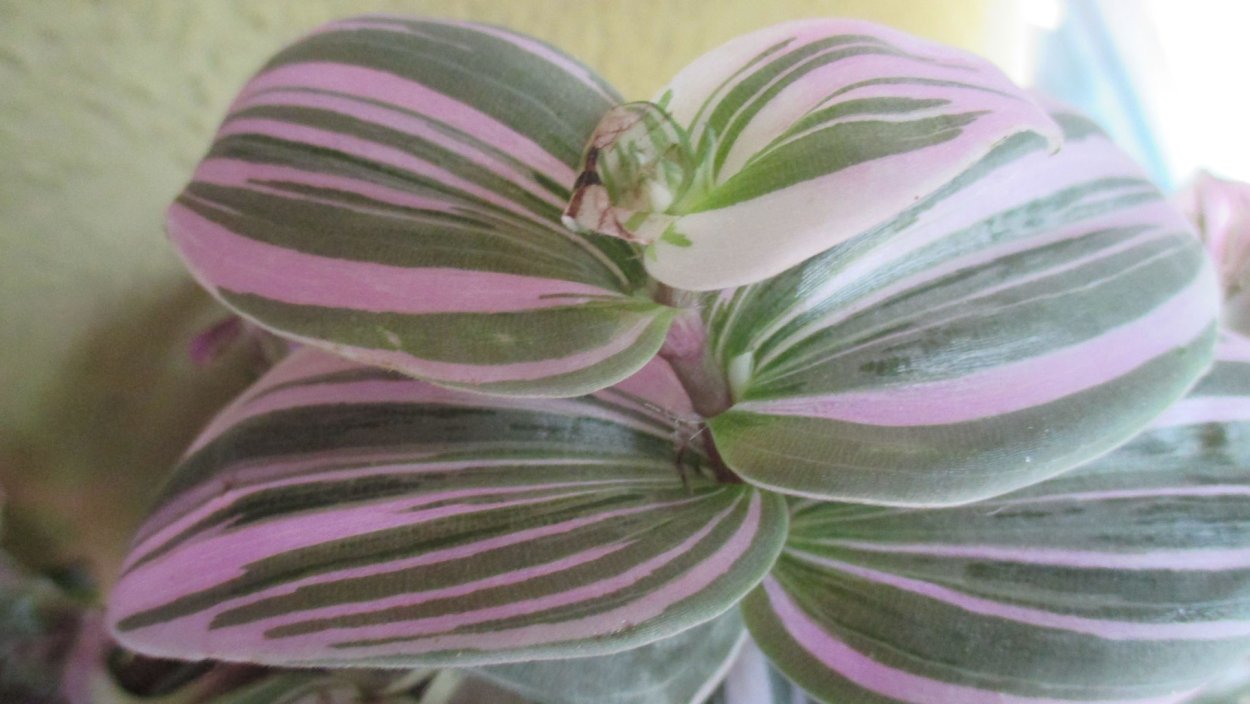 Традесканция Блоссфельда