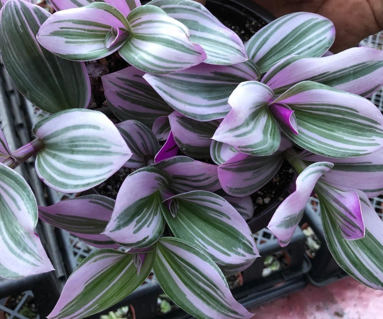 Традесканция каллизия розовая пантера