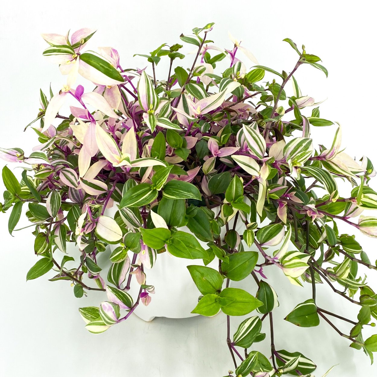 Пинк Вайт традесканция