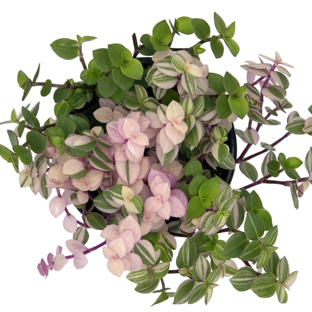 Традесканция Zebrina пурпурная