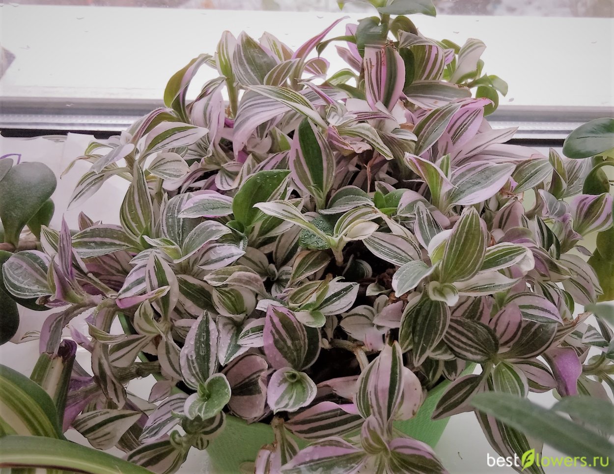 Каллизия Pink Panther