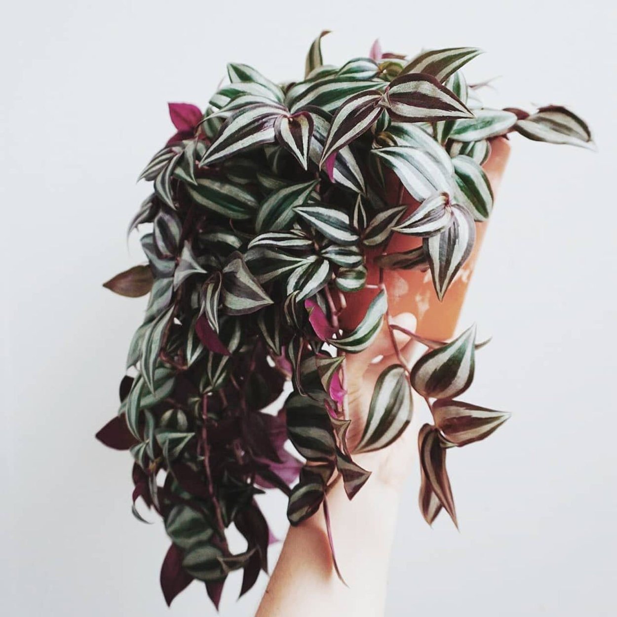 Традесканция зебрина квадриколор