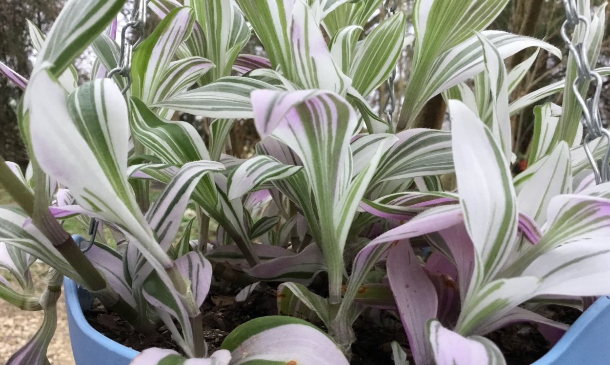 Каллизия Бьянка