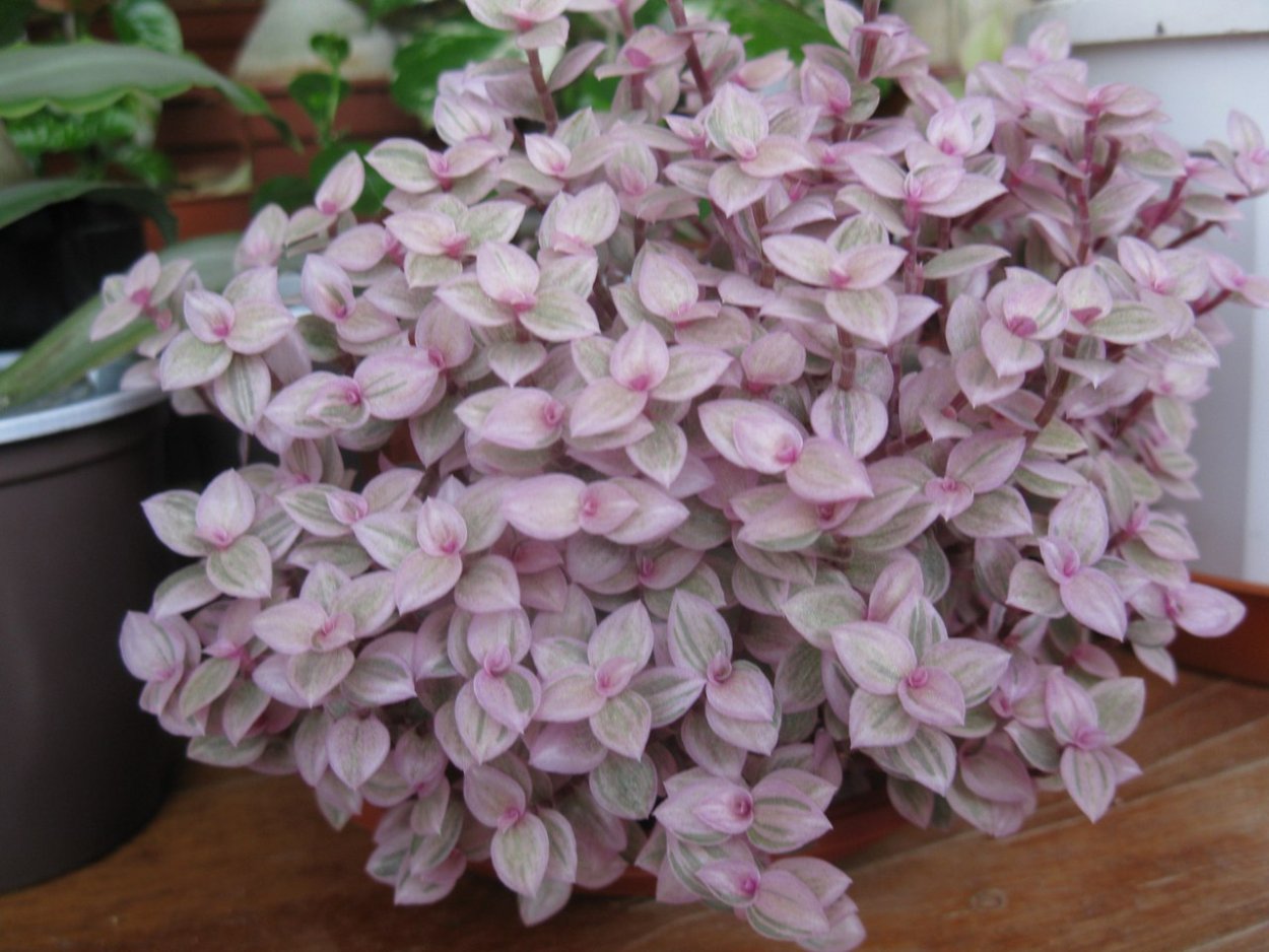 Традесканция силламонтана вельвет Хилл