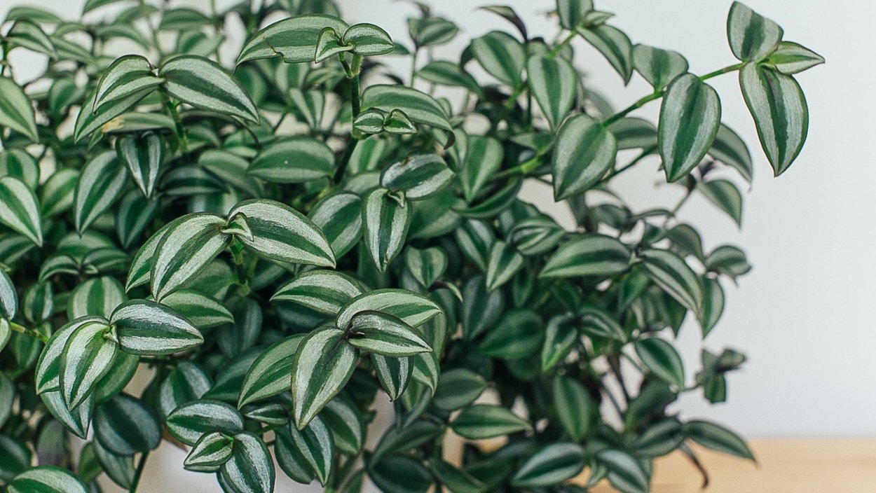 Традесканция каллизия