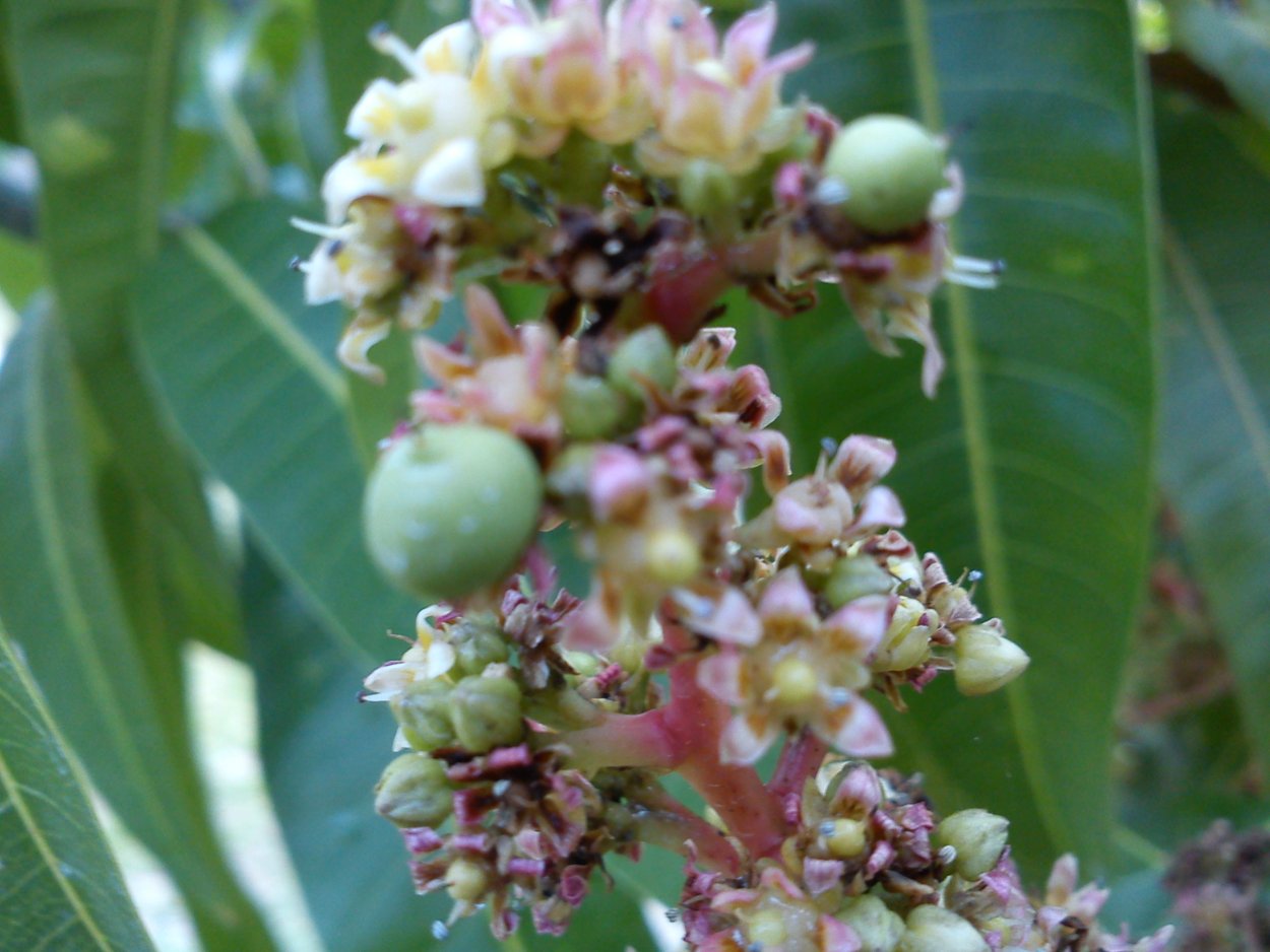 Цветение мангового дерева