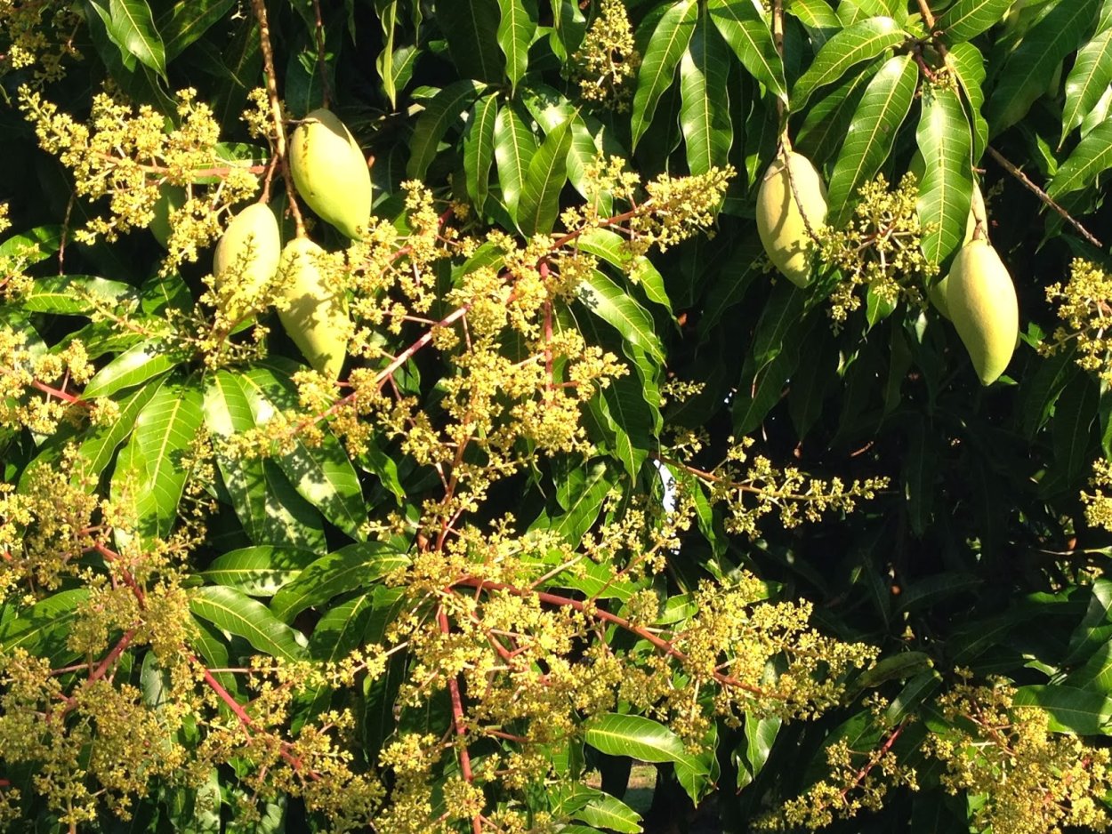 Цветение мангового дерева