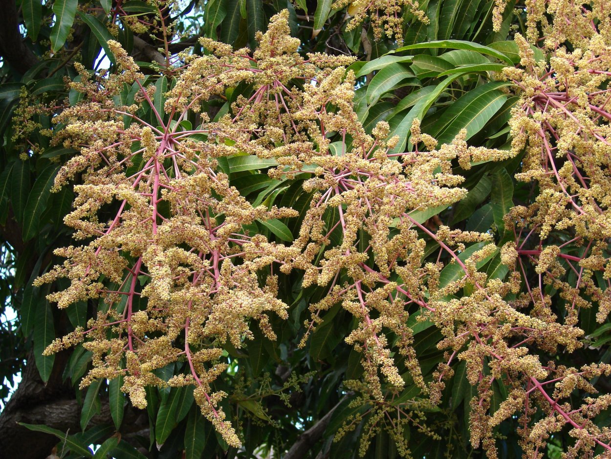 Манго дерево цветы