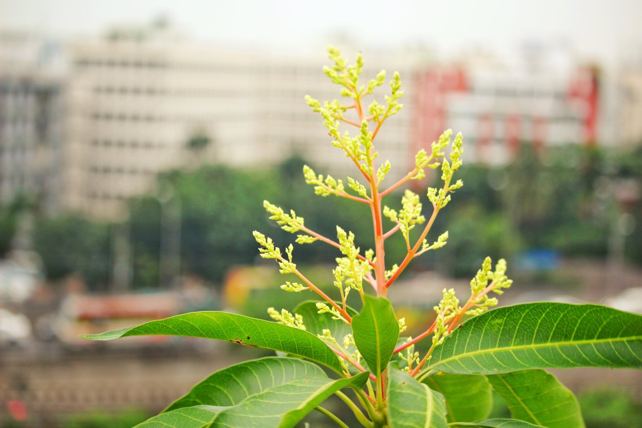 Цветущее манго