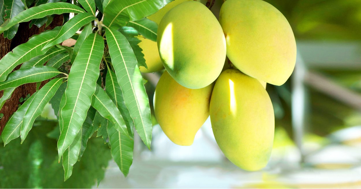 Бразильское манго