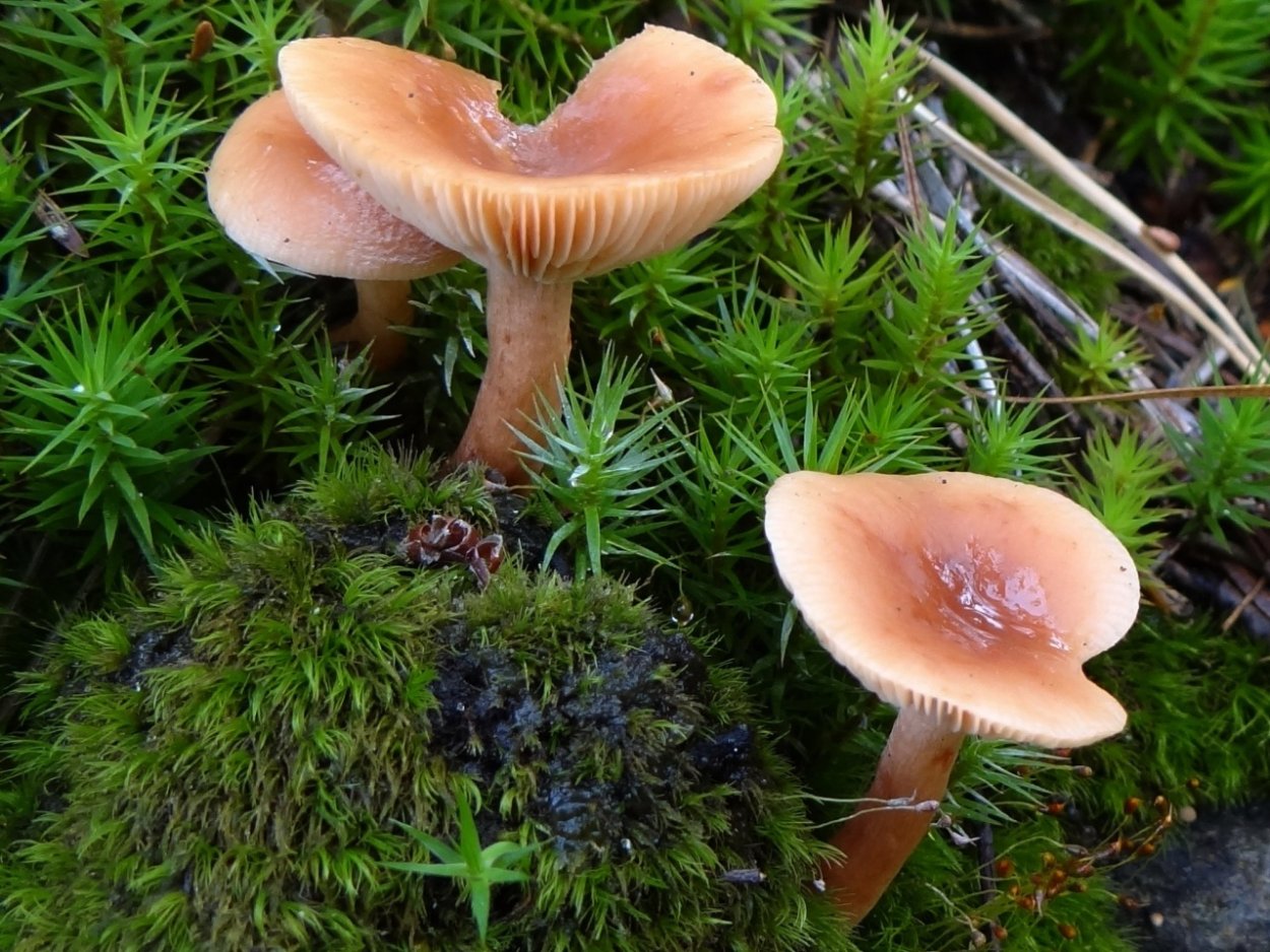 Млечник блёклый Lactarius vietus-