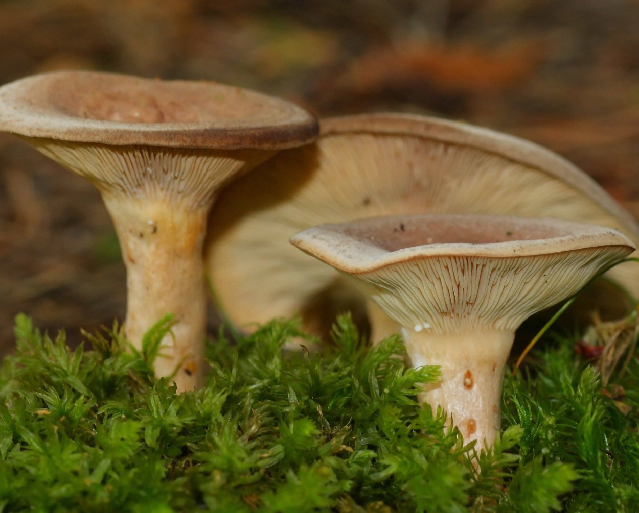 Млечник серо-розовый Lactarius helvus