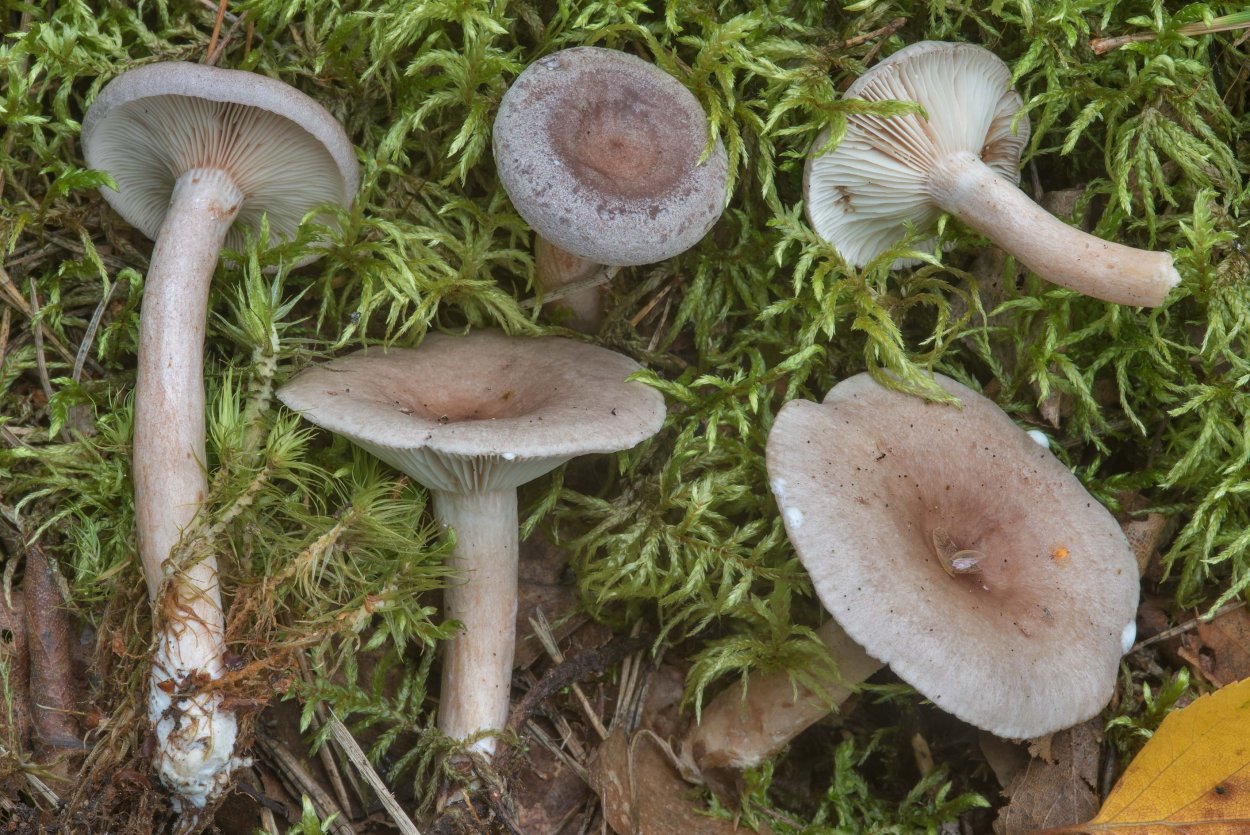 Lactarius vietus