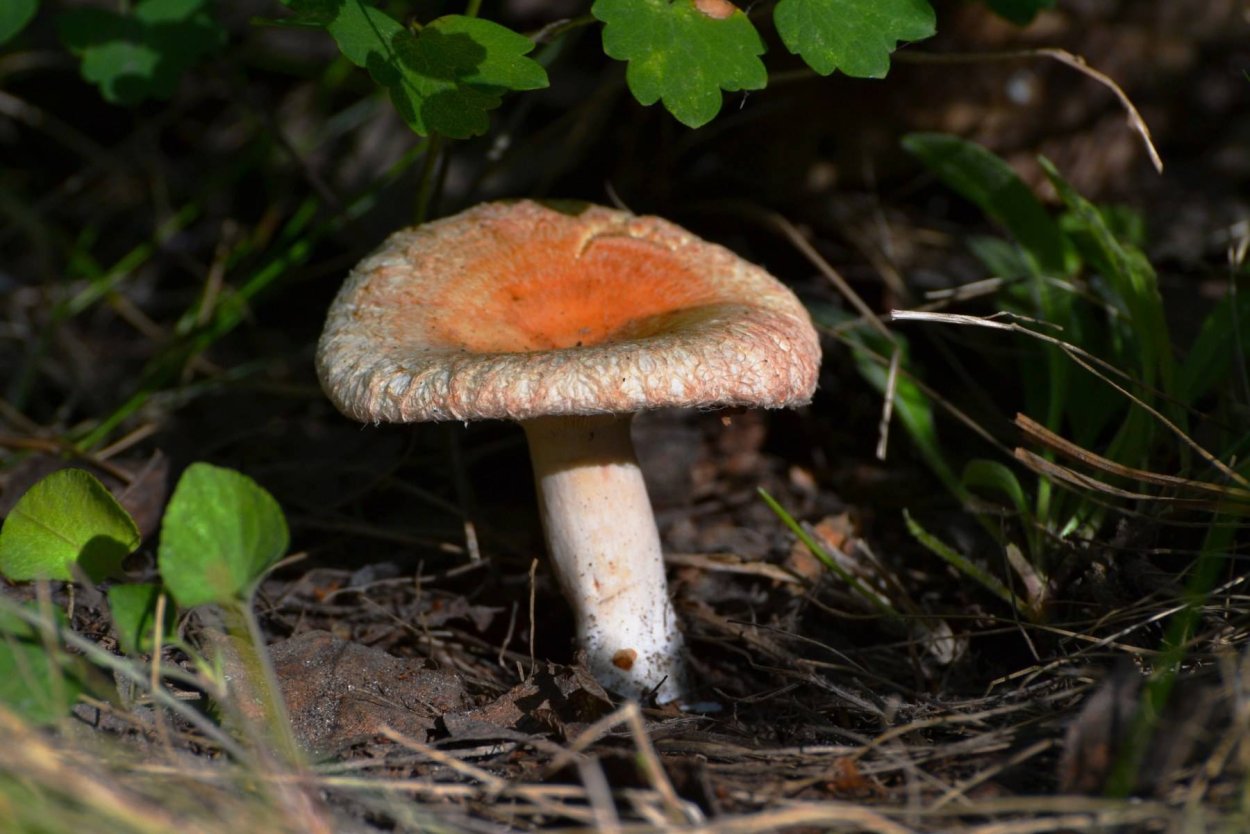 Гриб волнушка Болотная