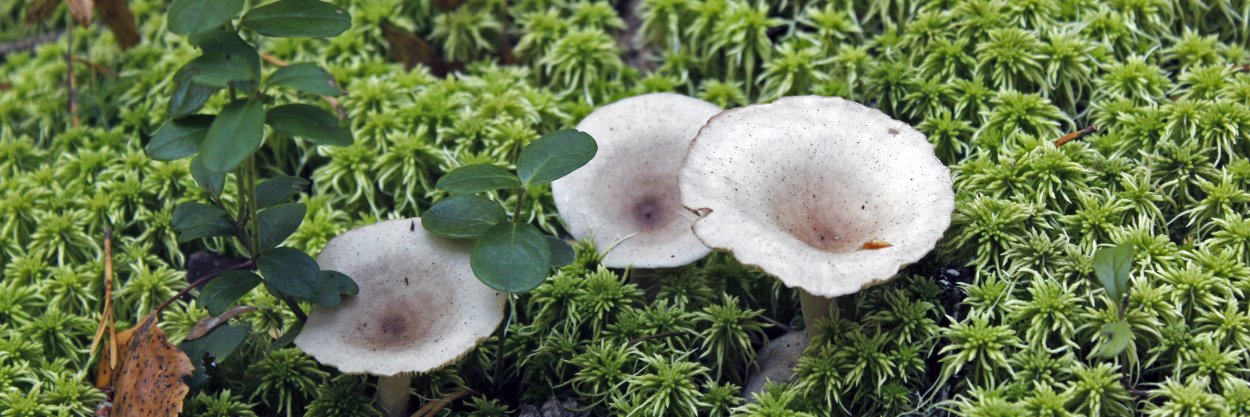 Млечник серо-розовый Lactarius helvus