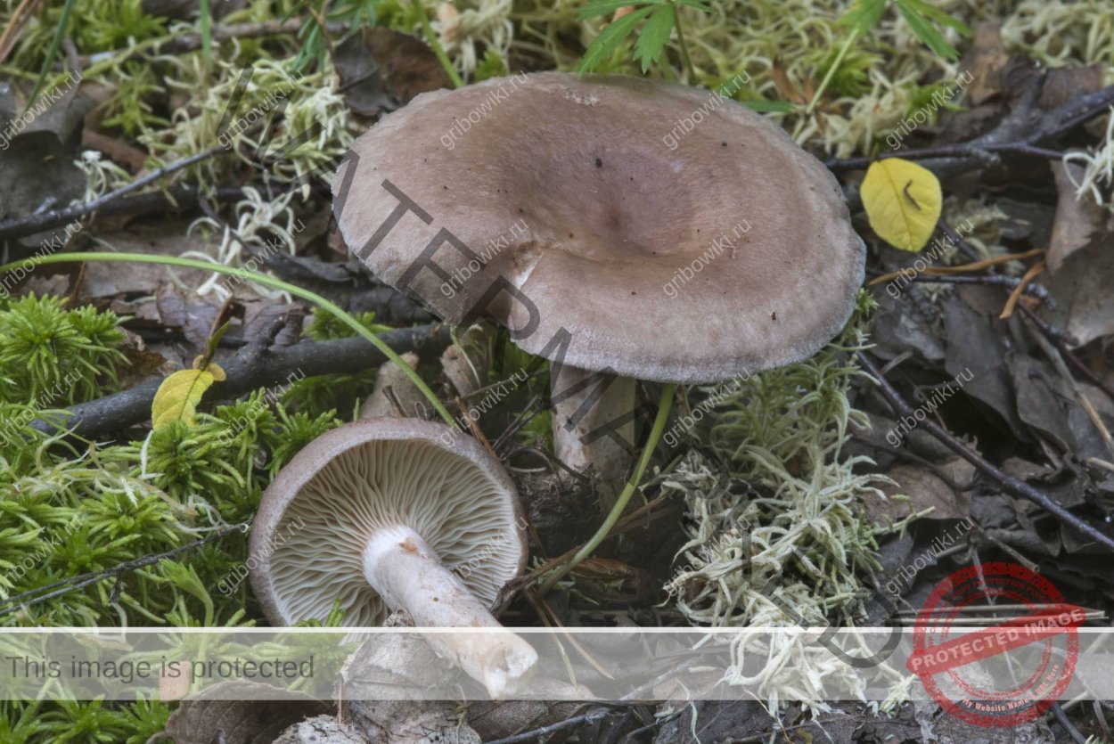 Млечник блёклый Lactarius vietus-